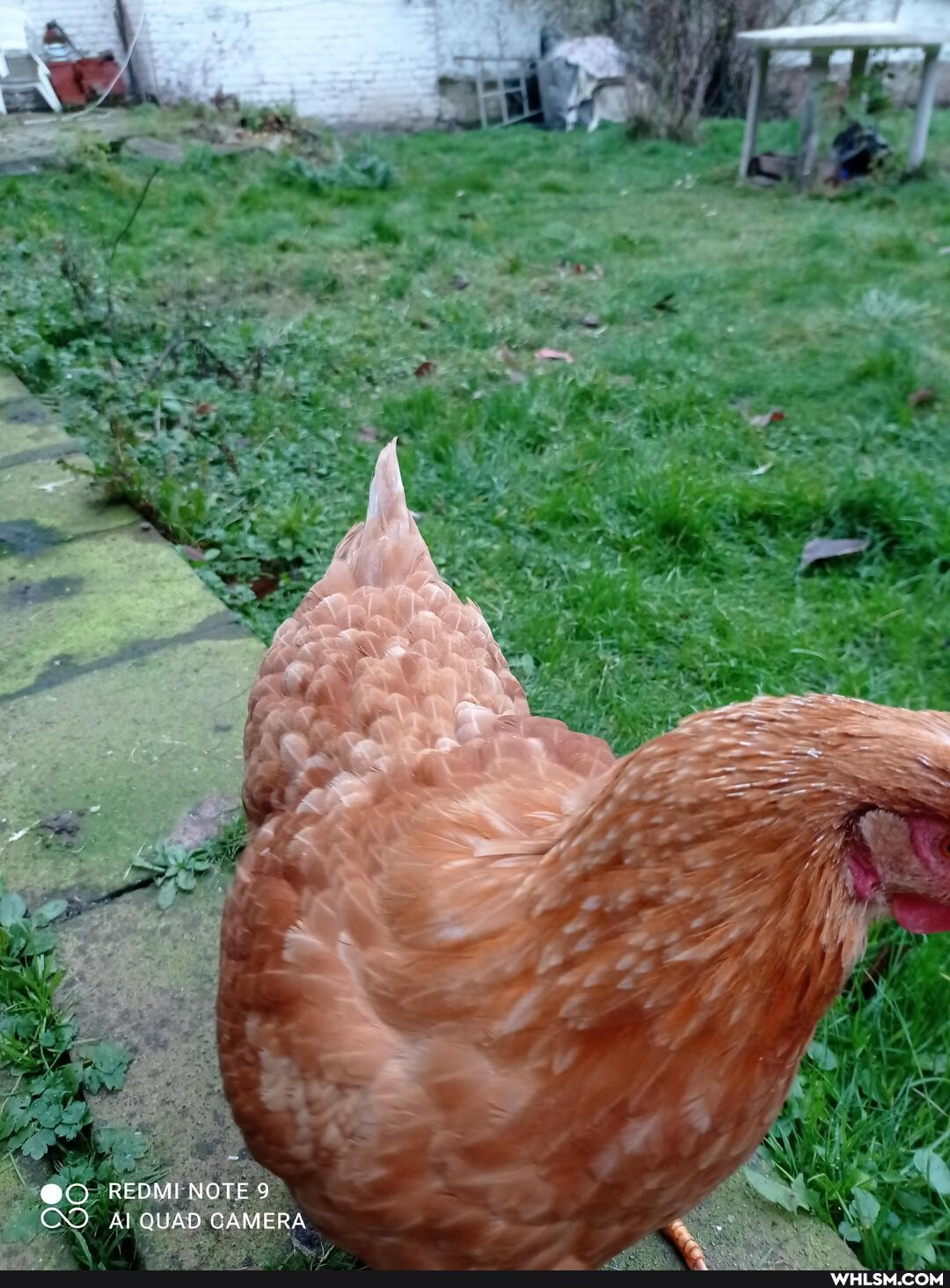 CO
REDMI NOTE 9
Al QUAD CAMERA