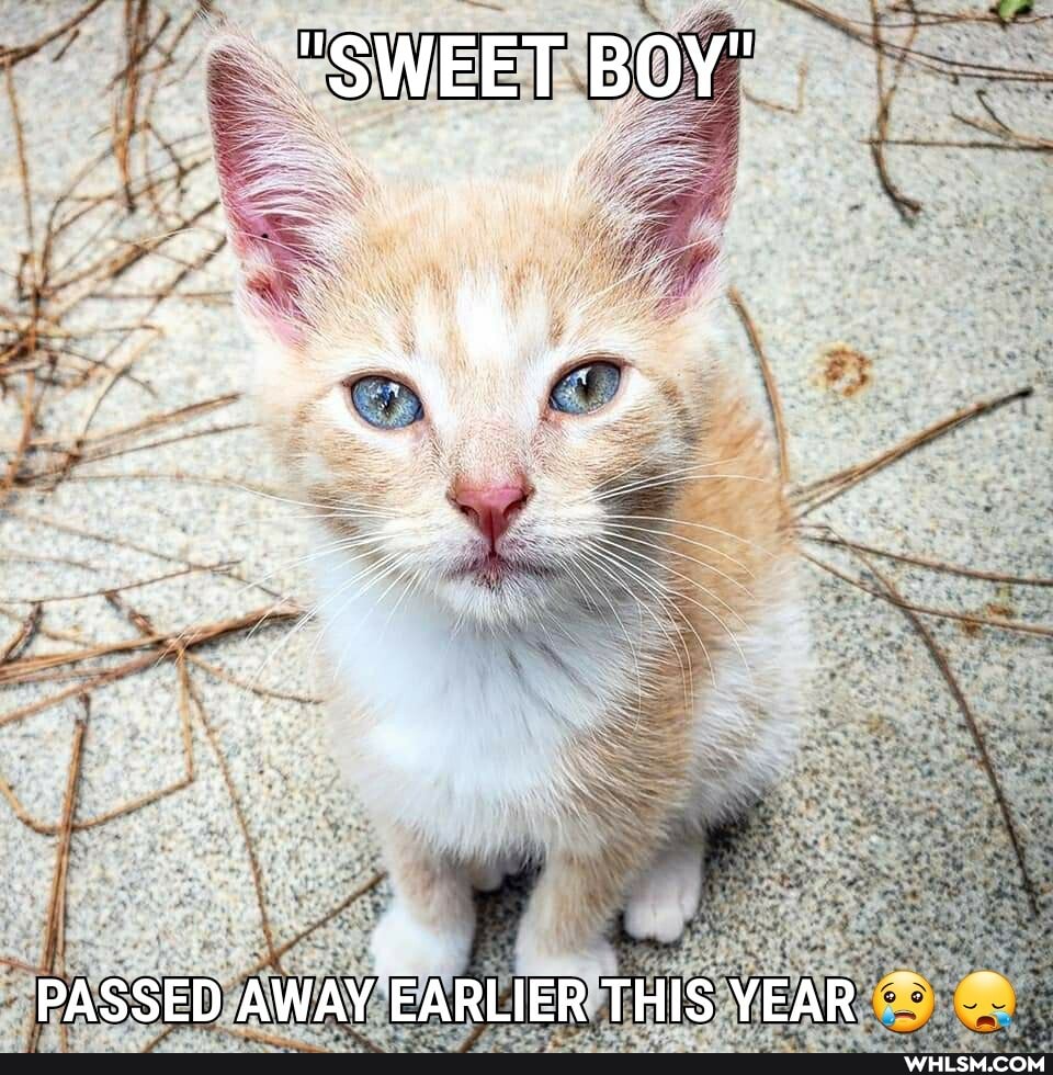 "SWEET BOY"
PASSED AWAY EARLIER THIS YEAR