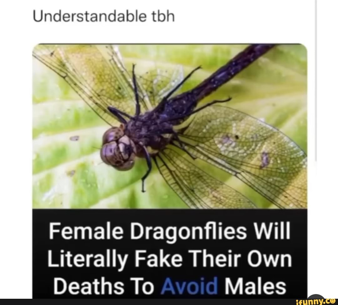Understandable tbh Female Dragonflies Will Literally Fake Their Own ...