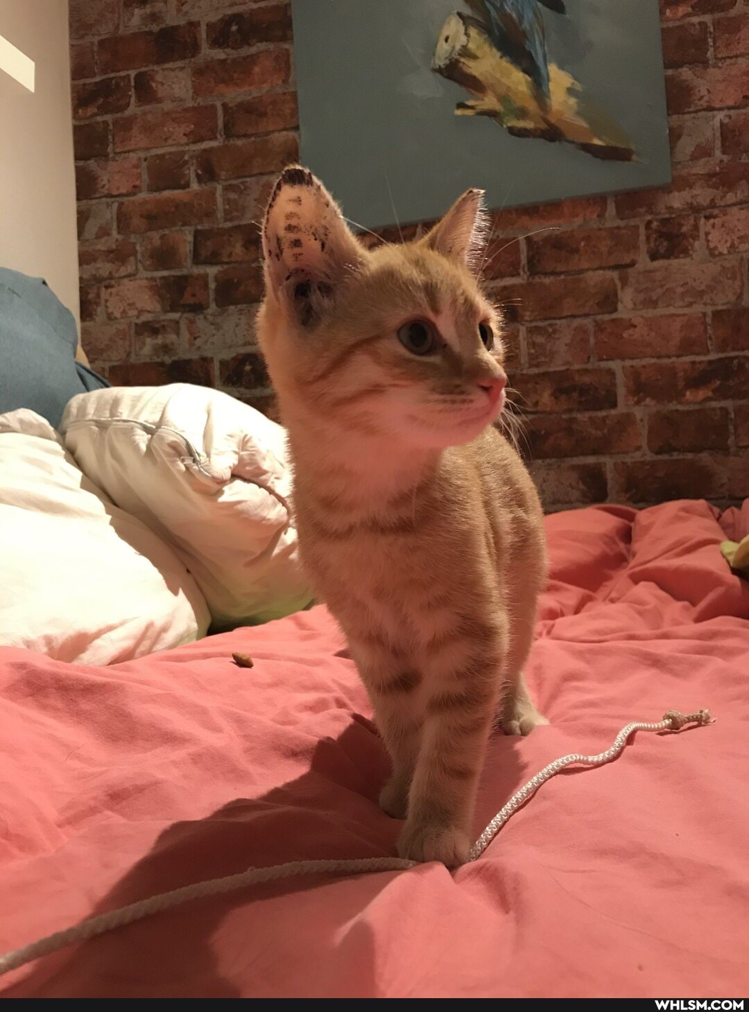 kitten, happy, baby_animals, cute_animal