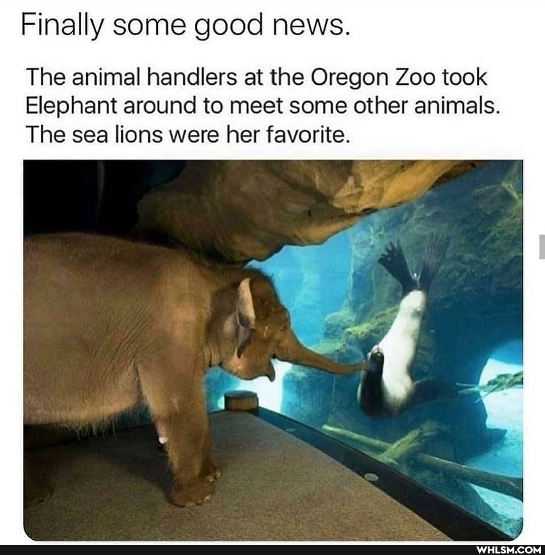 Finally some good news.
The animal handlers at the Oregon Zoo took
Elephant around to meet some other animals.
SS
The sea lions were her favorite.