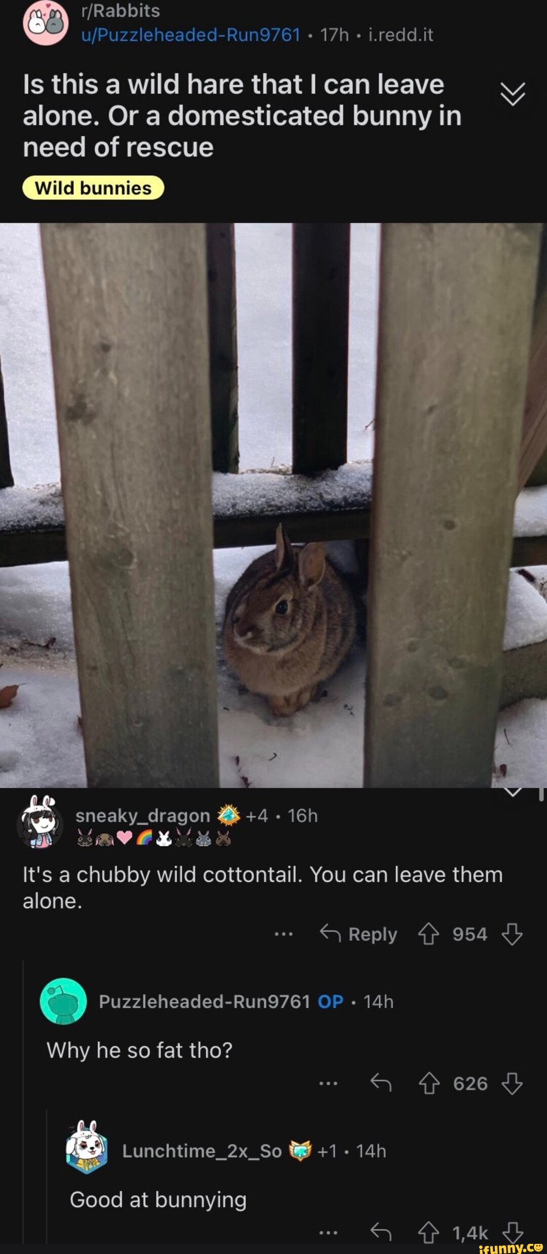 I.redd.it Is this a wild hare that I can leave alone. Or a domesticated