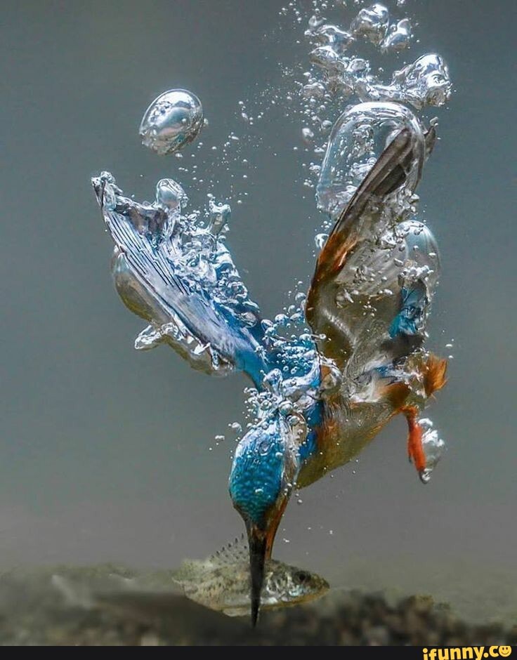 kingfisher, catching, fish, 30ft, ph