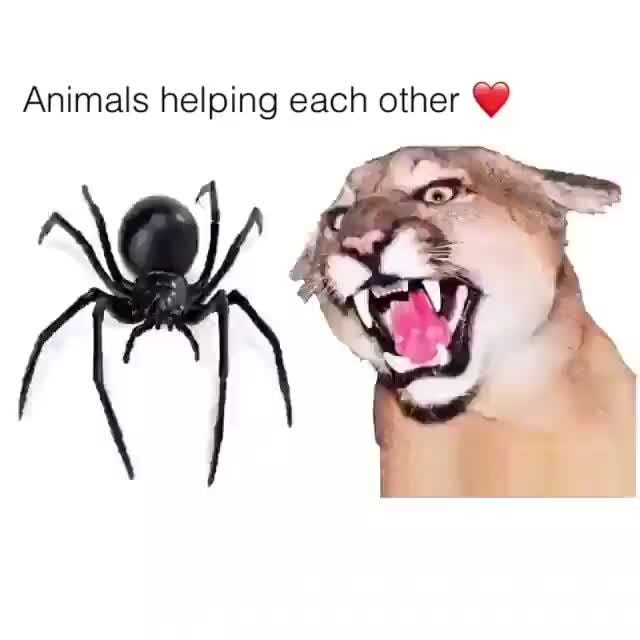 Animals helping each other Y )