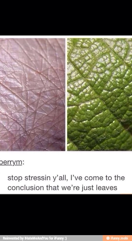stop stressin y'all, I've come to the
conclusion that we're just leaves