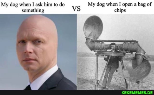 My dog when I ask him to do My dog when I open a bag of
something vs chips
