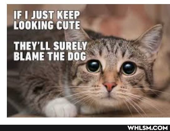 IF JUST KEEP LOOKING LUTE
THEY'LL SURELY:
BLAME THE DOG