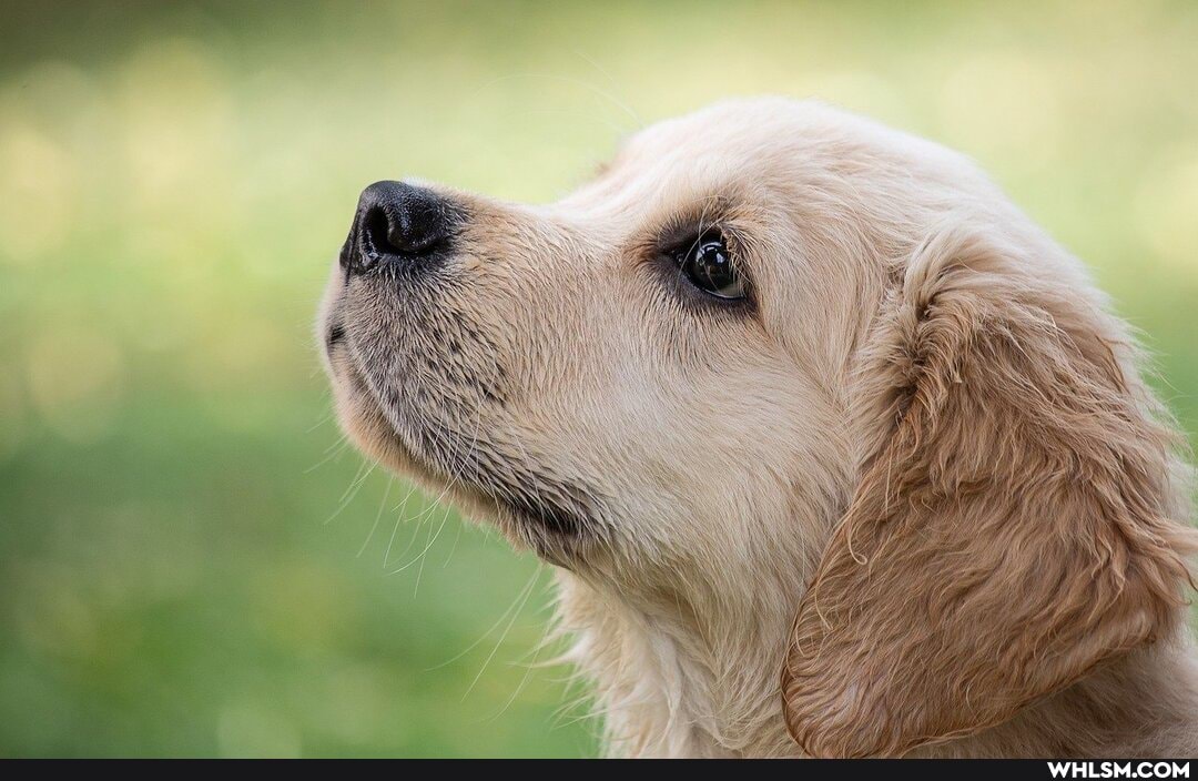 puppy, dog, pets