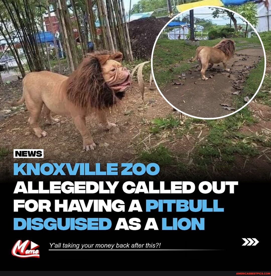 This person supposedly seen a Pitbull with disguised as a Lion at the