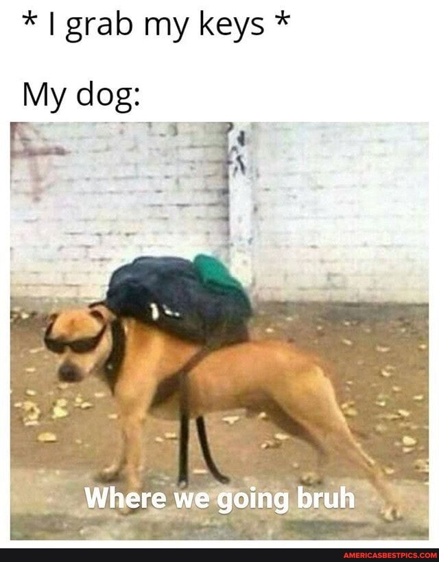 * I grab my keys *
My dog:
Where we going bruh