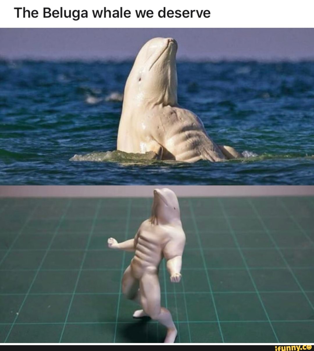 The Beluga whale we deserve