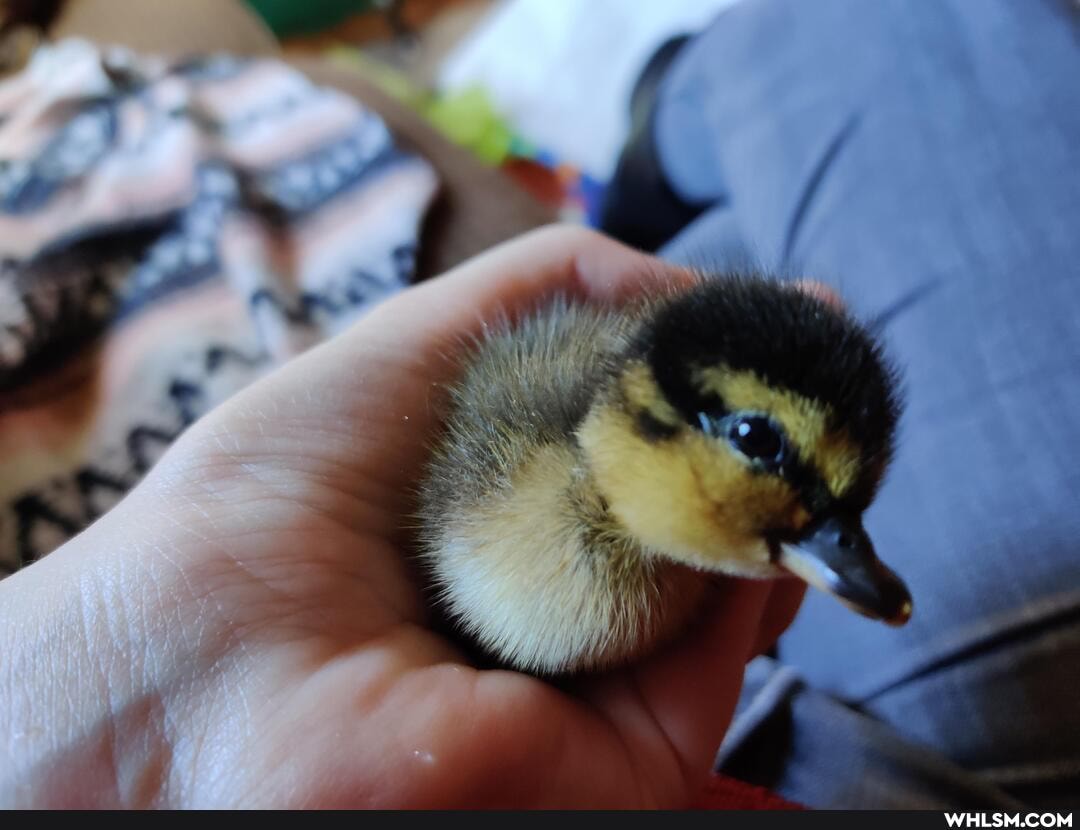 baby_animals, ducklings, bernie_sanders