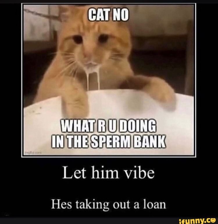 CAT NO
WHAT DOING ia iL
Let him vibe
Hes taking out a loan