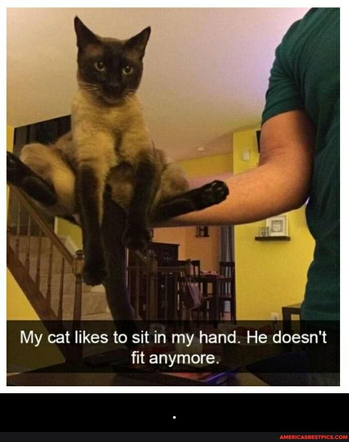 My cat likes to sit in my hand. He doesn't fit anymore. - .