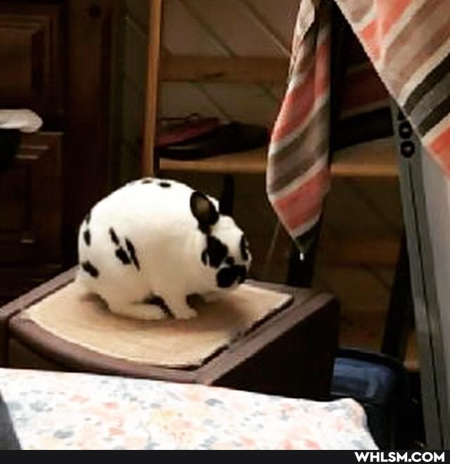 funny, bunny, valentines_day