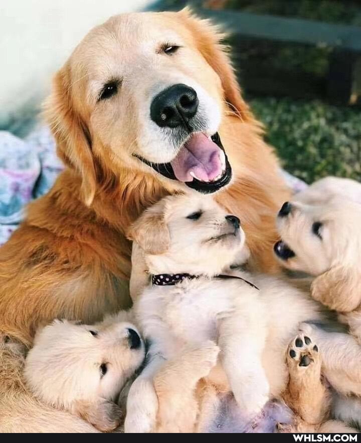 dogs, puppy, beautiful