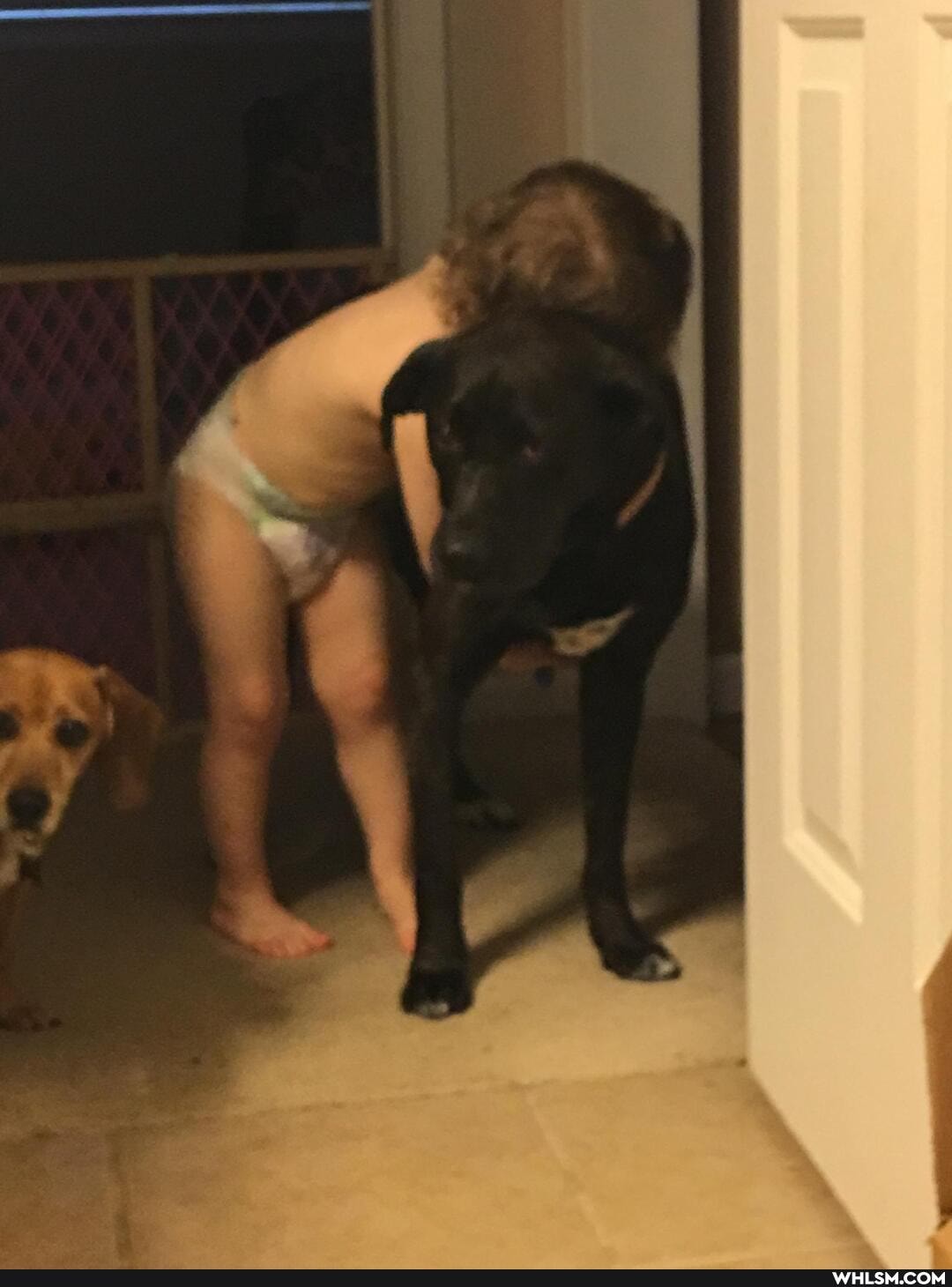 doggo