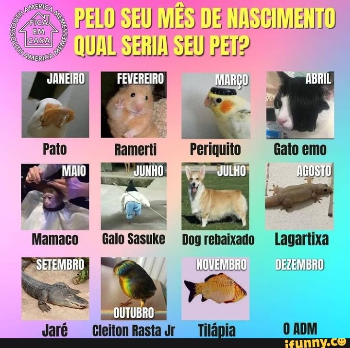 PELO
JANEIRO FEVEREIRO MARÇO ABRIL
Gato emo
Ramerti Periquito
MAIO JUNHO JULHO AGOSTO Mamaco Galo Sasuke Dogrebaixado Lagartixa
SETEMBRO NOVEMBRO DEZEMBRO
OUTUBRO
Tilápia ADM