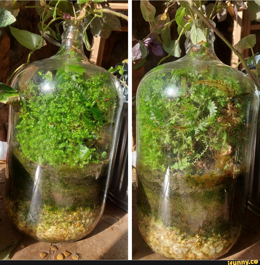 Terrarium memes. Best Collection of funny Terrarium pictures on iFunny