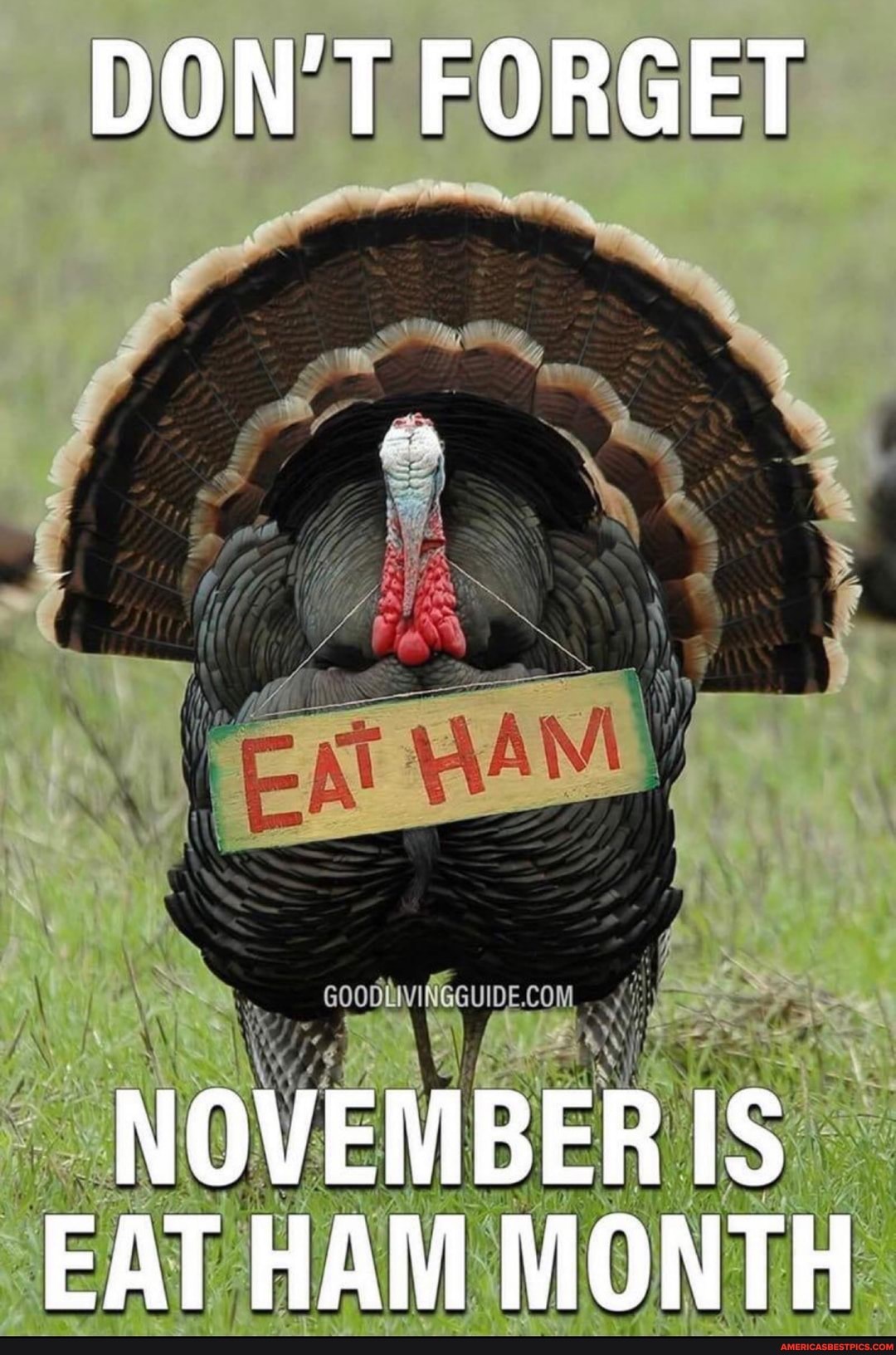 DON'T FORGET
NOVEMBER IS EAT HAM MONTH