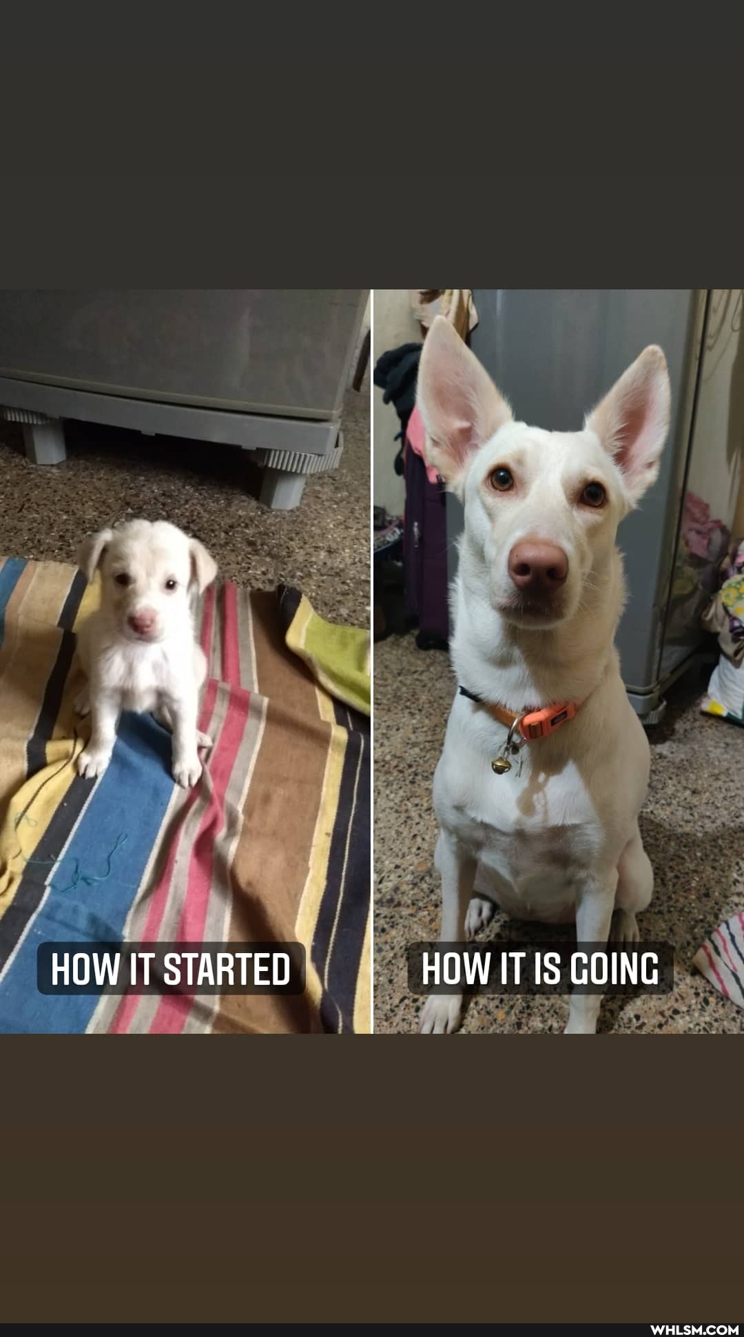 HOW IT STARTED HOW IT GOING