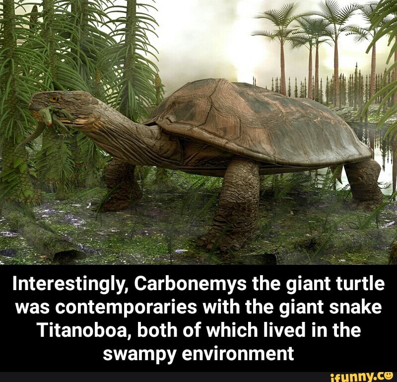 Interestingly Carbonemys The Giant Turtle Was Contemporaries With The Giant Snake Titanoboa Both Of Which Lived