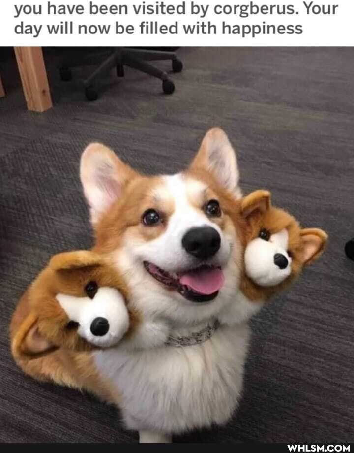 you have been visited by corgberus. Your day will now be filled with happiness