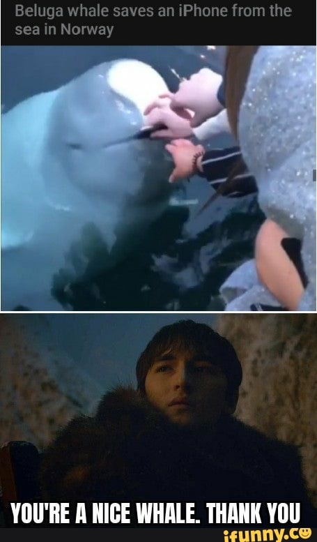 Beluga whale iPhone from the
sea in Norway
YOU'RE A NICE WHALE. THANK YOU