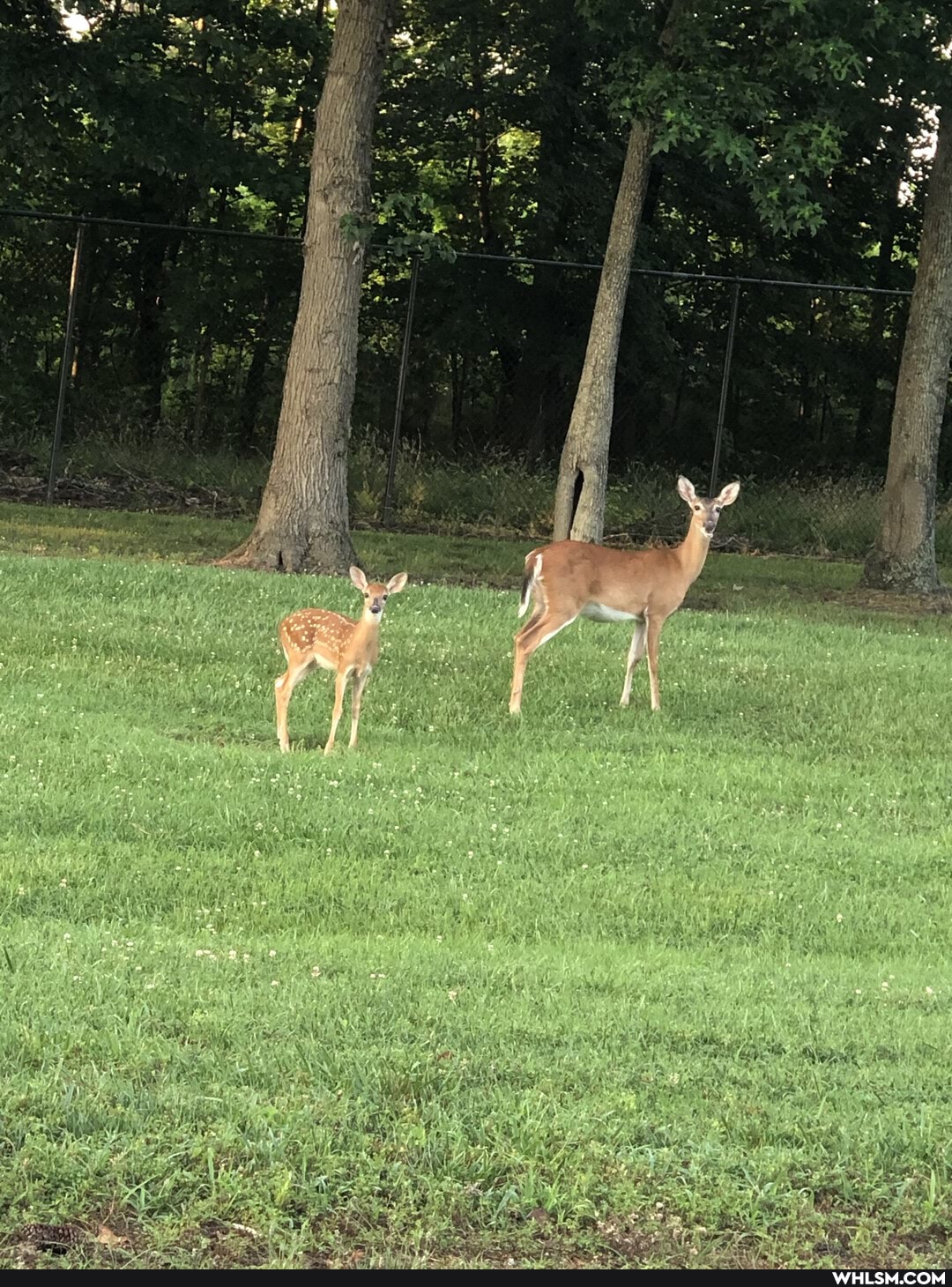 nature, baby_animals