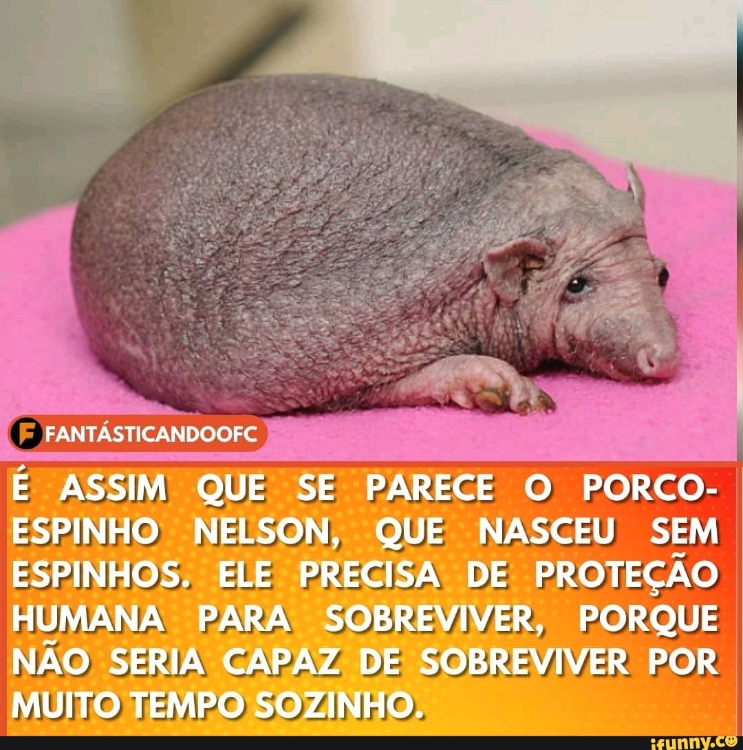 FANTÁSTICANDOOFC
ASSIM QUE SE PARECE O PORCO-
ESPINHO NELSON, QUE NASCEU SEM ESPINHOS. ELE PRECISA DE PROTEÇÃO HUMANA PARA SOBREVIVER, PORQUE NÃO SERIA CAPAZ DE SOBREVIVER POR MUITO TEMPO SOZINHO.