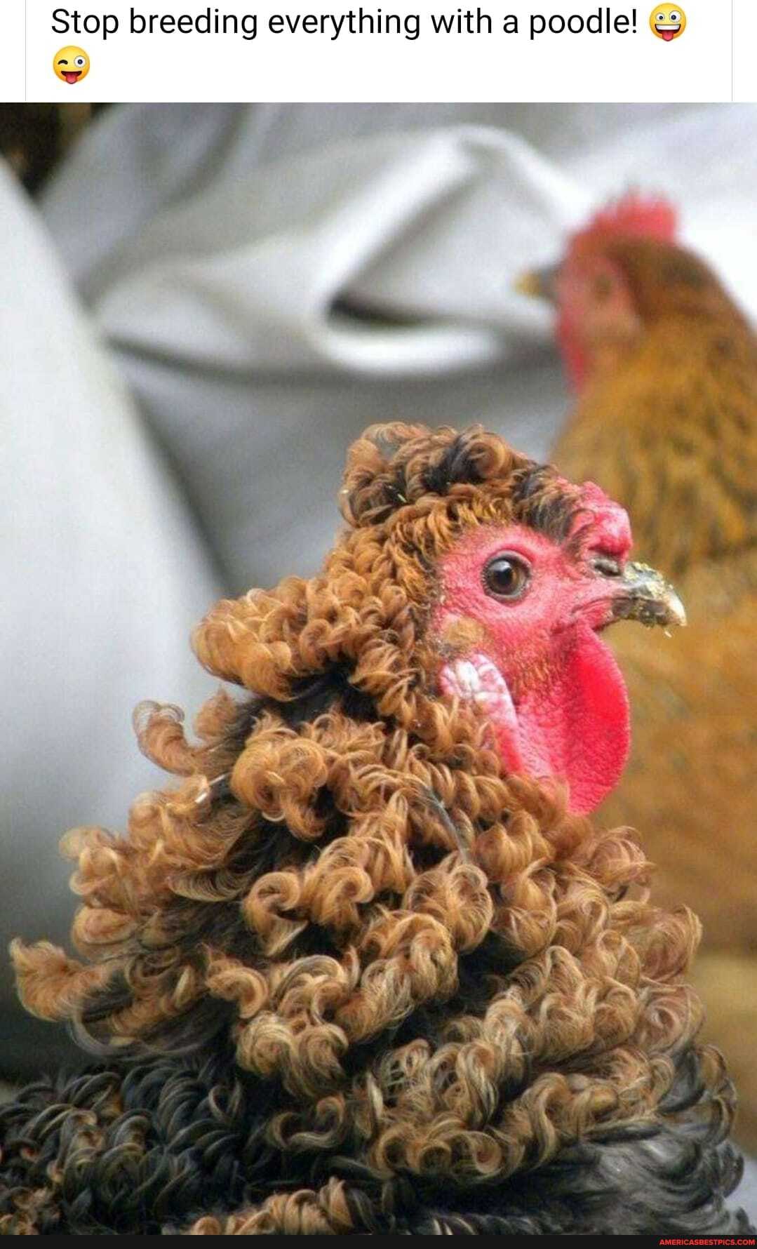 Stop breeding everything with a poodle!