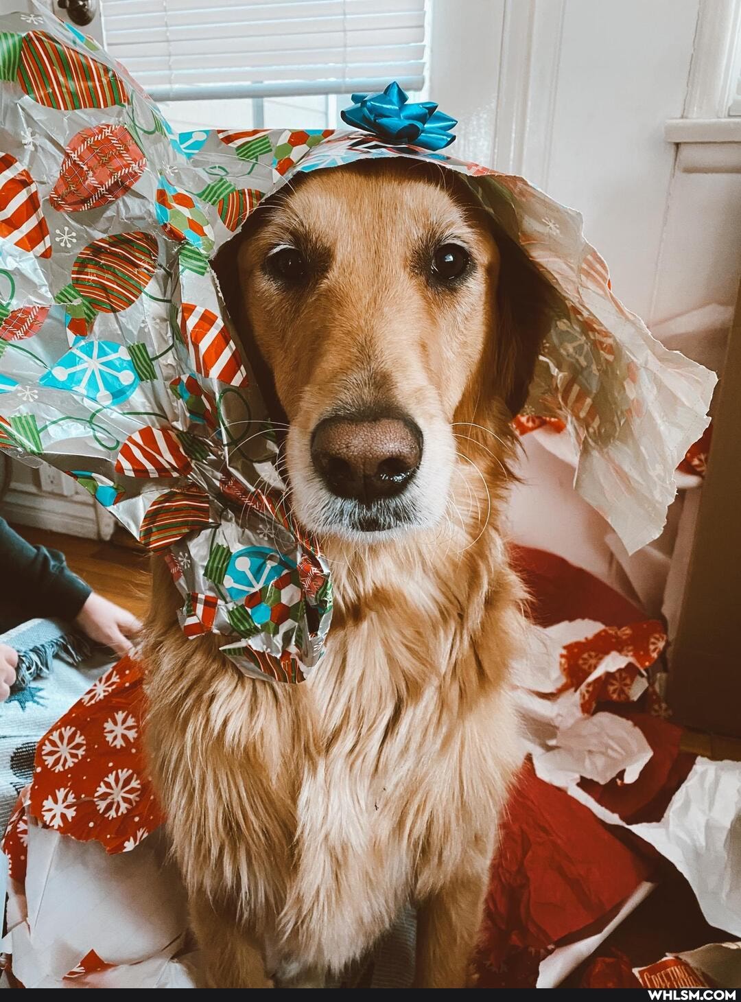 funny, dog, aww, holidays