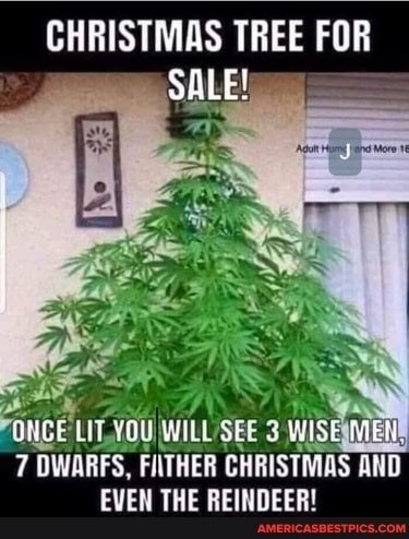 CHRISTMAS TREE FOR
SALE!
LIT YOU YOU WiLL SEE
7 'DWARFS, FIITHER CHRISTMAS AND EVEN THE REINDEER!