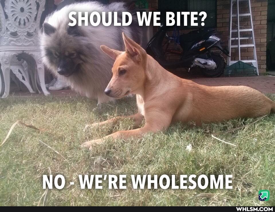 SHOULD WE BITE?
NO - WE'RE WHOLESOME_