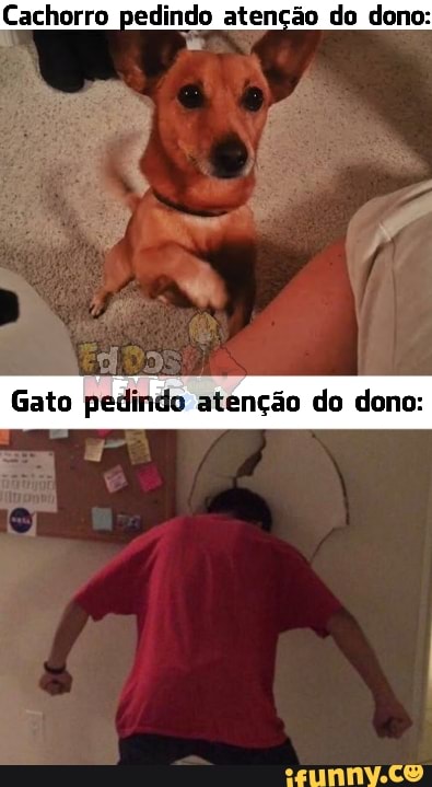 Cachorro pedindo atenção do dono:
Gato pedindo atenção do dono: