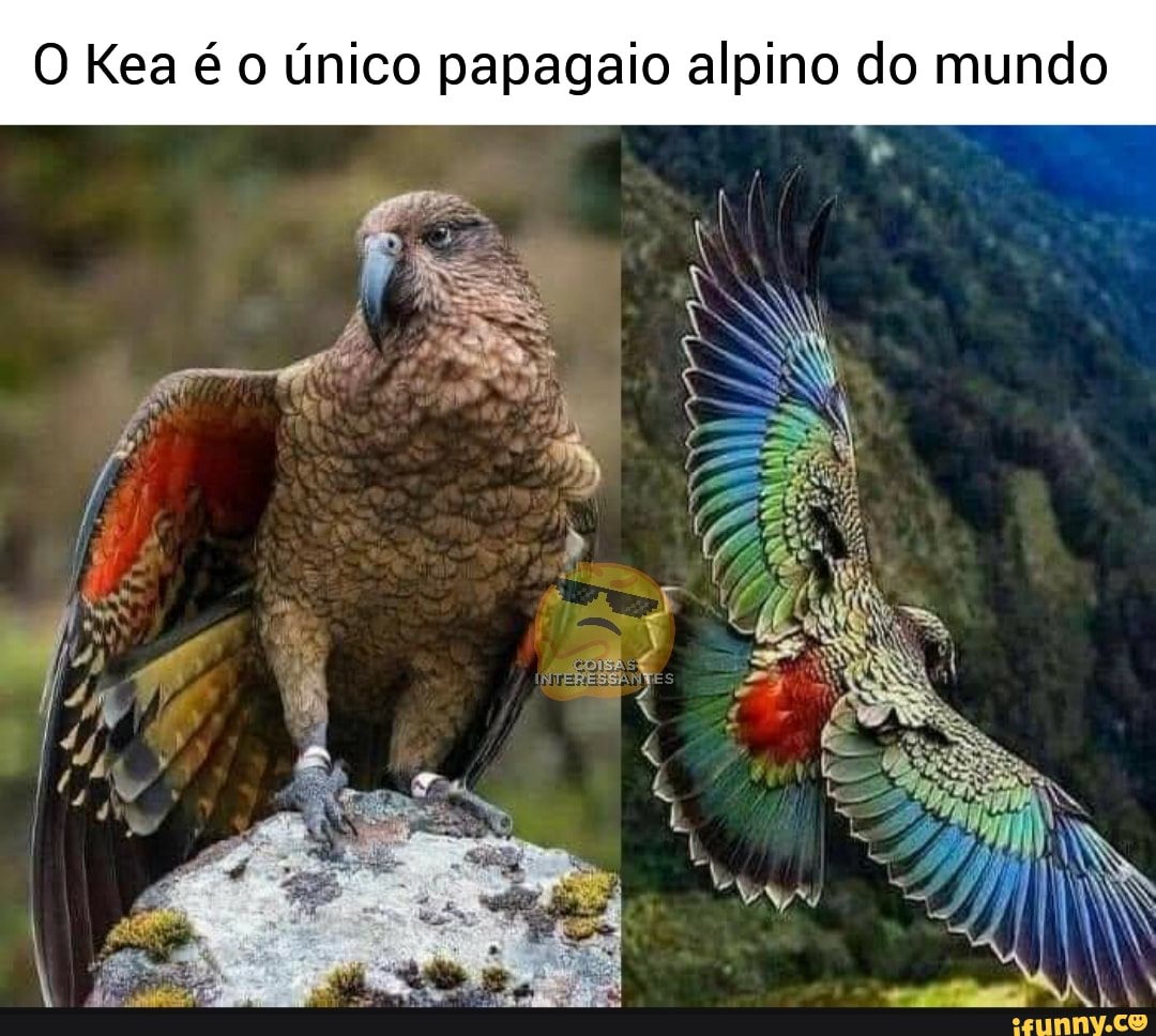 O Kea é o único papagaio alpino do mundo