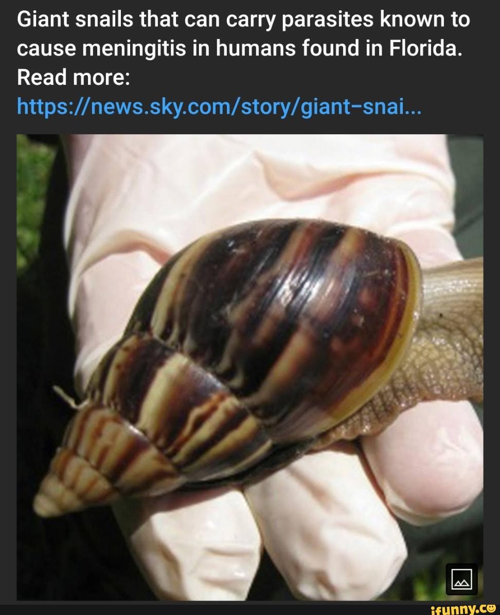 Giant snails that can carry parasites known to cause meningitis in