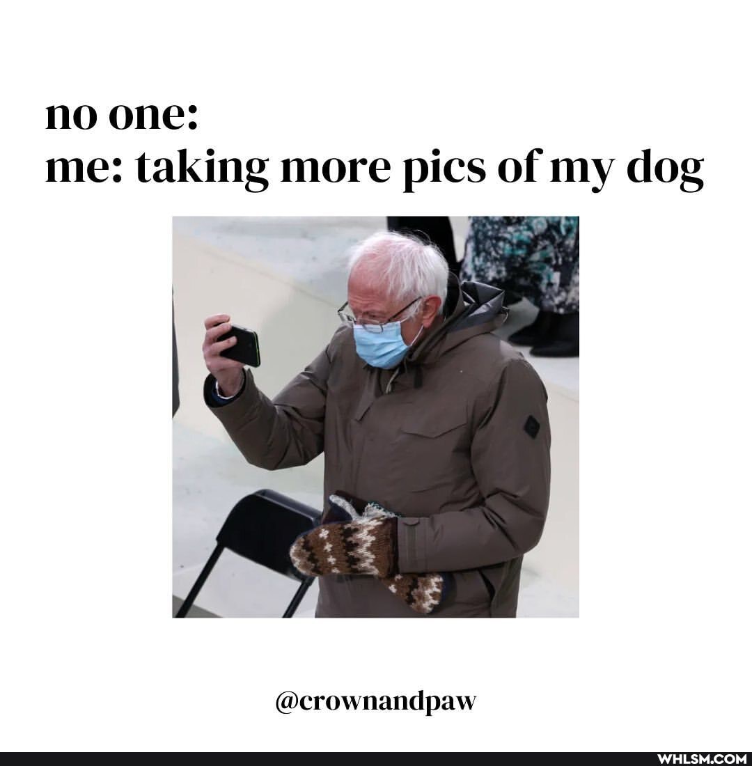 no one: me: taking more pics of my dog
@crownandpaw