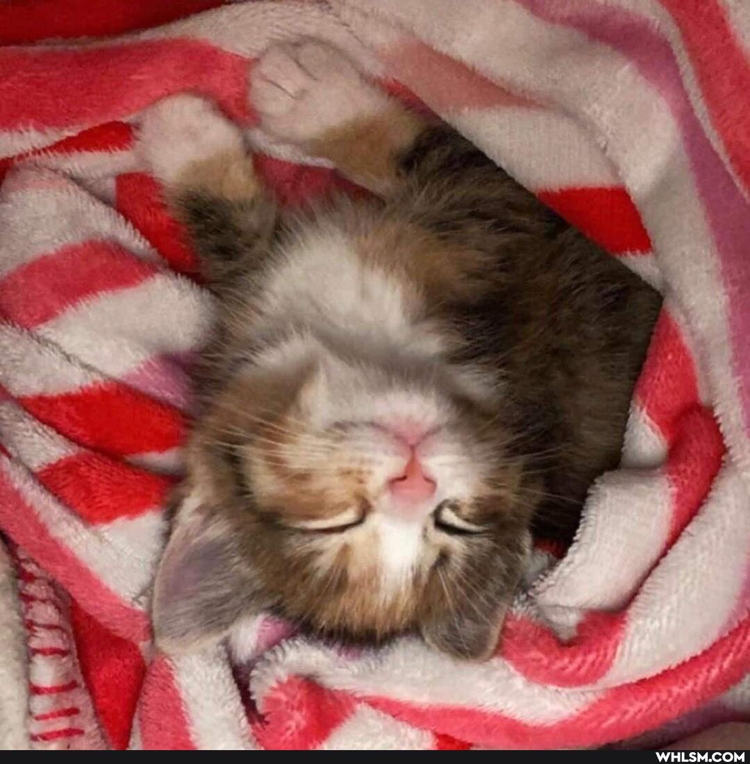 kitten, cat, fluffy, baby_animals