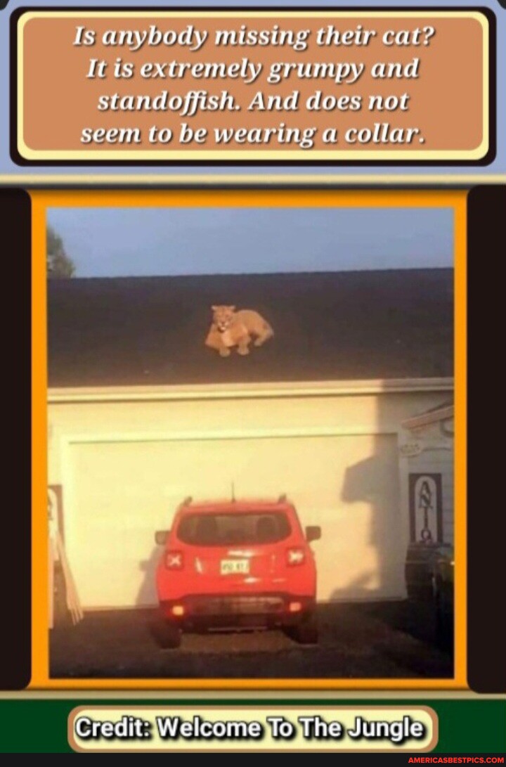 Is anybody missing their cat? It ts extremely grumpy and standoffish