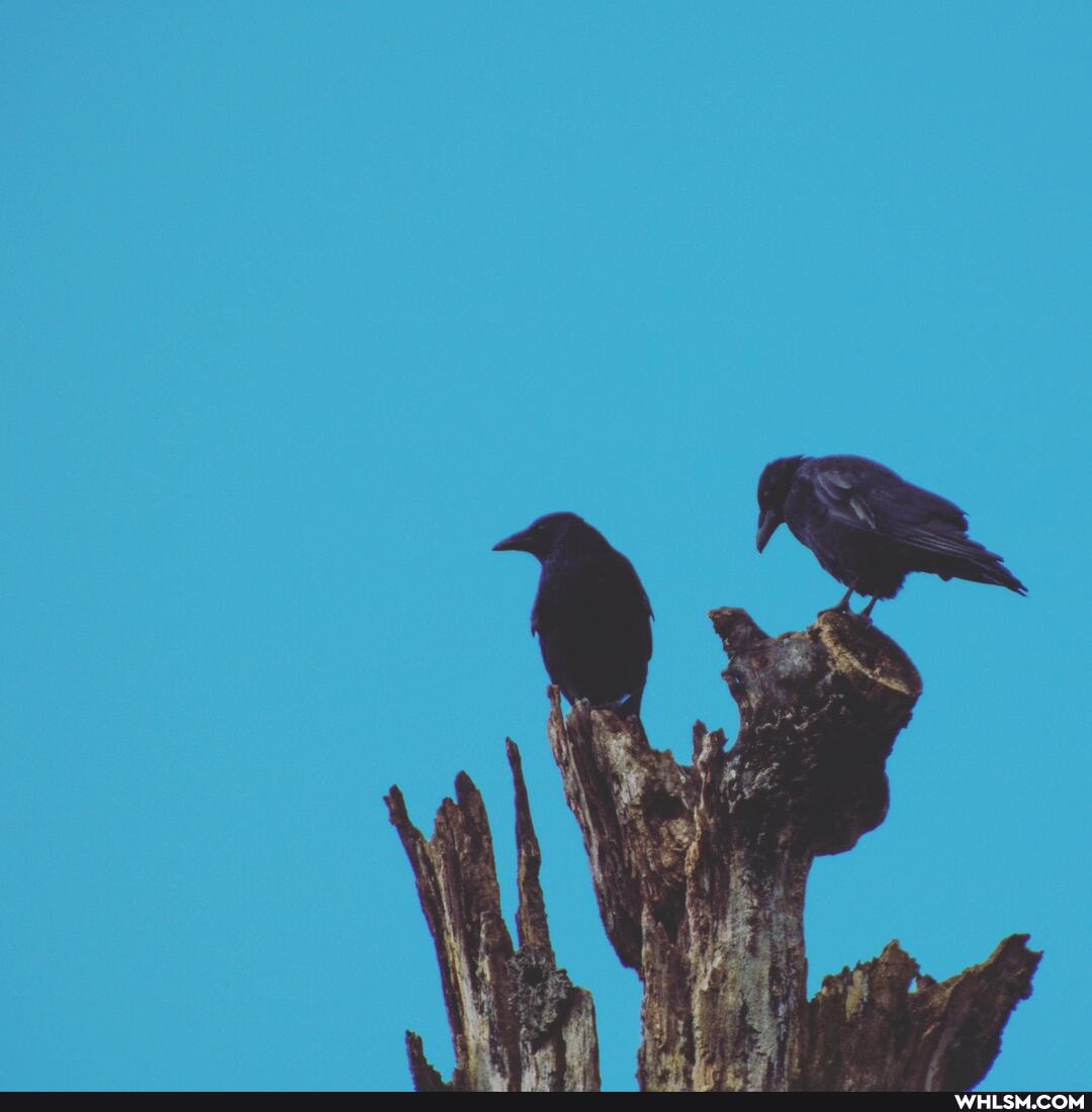 nature, corvid, corvid19