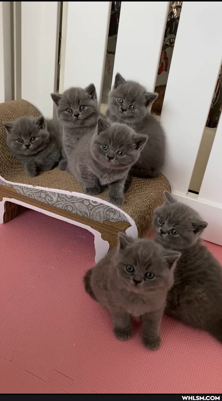 cats, cat, kitten