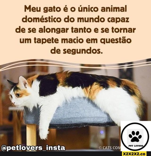 Meu gato é o único animal doméstico do mundo capaz de se alongar tanto ...