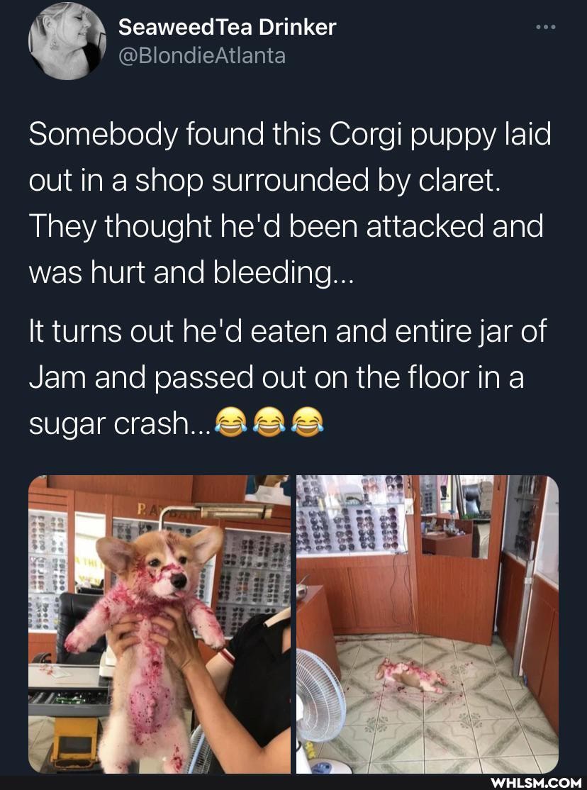 Seaweed Tea Drinker
Somebody found this Corgi puppy laid out in a shop surrounded by claret.
They thought he'd been attacked and was hurt and bleeding...
\er
lt turns out he'd eaten and entire jar of
Jam and passed out on the floor in a sugar crash...