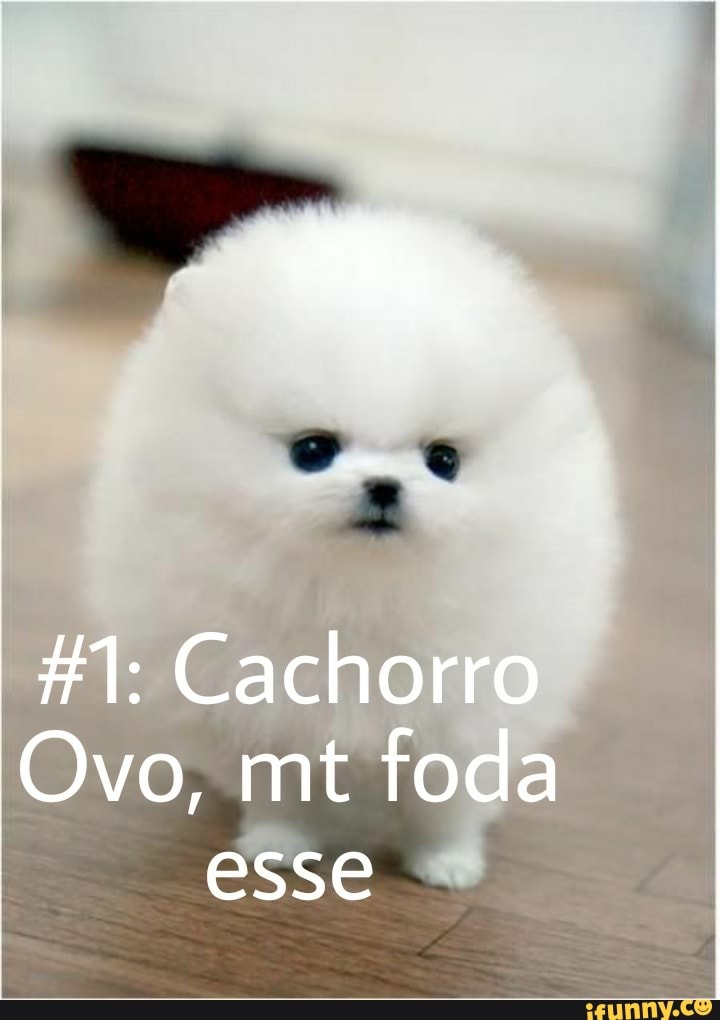 Cachorro
Ovo, mt foda esse