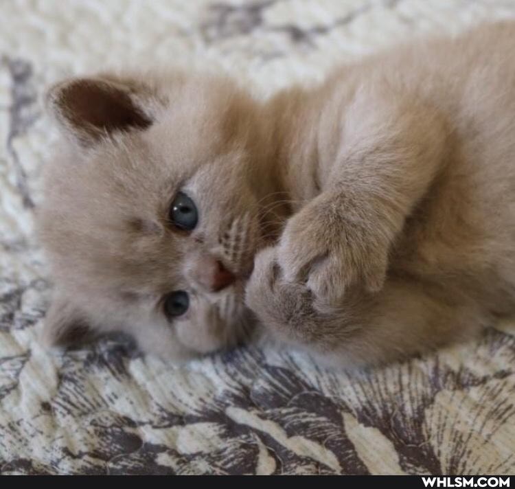 cats, kittens, caturday