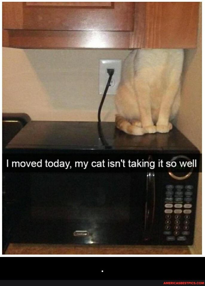 I moved today, my cat isn't taking it so well
owes - .