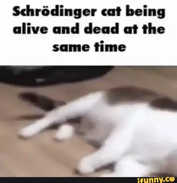 Schrodinger Cat Being Alive And Dead At The Same Time IFunny schrodinger-cat-being-alive-and-dead-at-the-same-time-ifunny