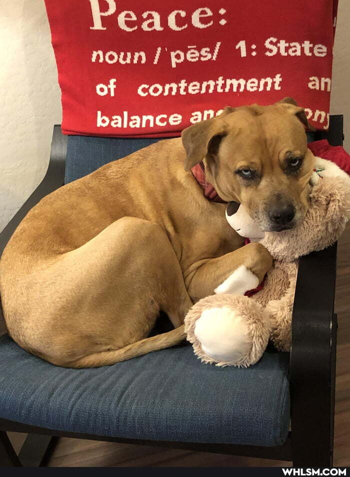 reace: noun pes/ 1: State of contentment an
balance