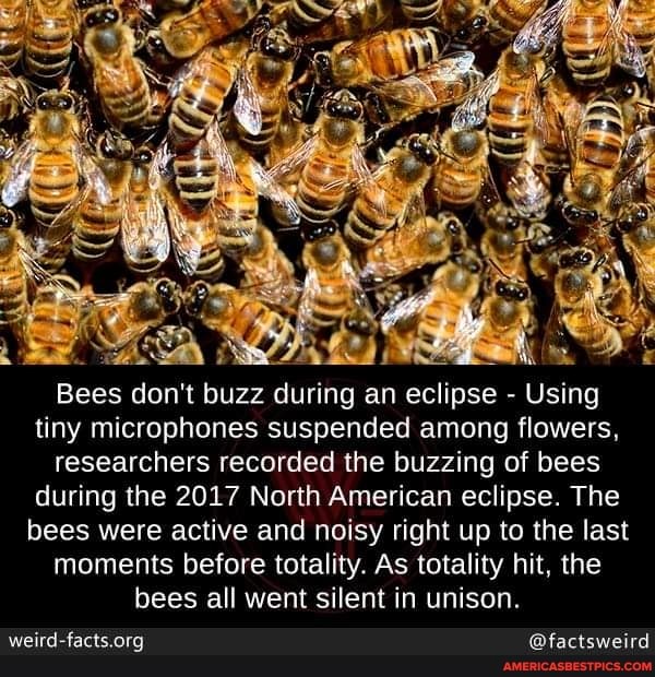 Bees don't buzz during an eclipse - Using tiny microphones suspended among flowers, researchers recorded the buzzing of bees during the 2017 North American eclipse. The bees were active and noisy right up to the last moments before totality. As totality hit, the bees all went silent in unison.
@factsweird